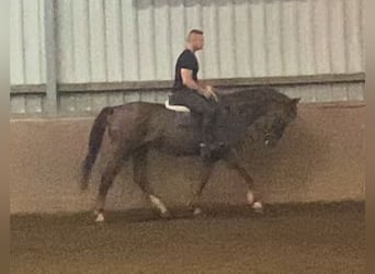 Irlandzki koń sportowy, Wałach, 9 lat, 160 cm, Kasztanowata