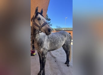 Irlandzki koń sportowy, Wałach, 9 lat, 163 cm, Karodereszowata
