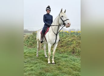 Irlandzki koń sportowy Mix, Wałach, 9 lat, 163 cm, Siwa