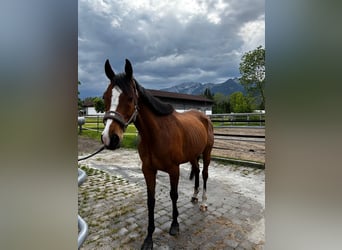 Irlandzki koń sportowy, Wałach, 9 lat, 168 cm, Gniada