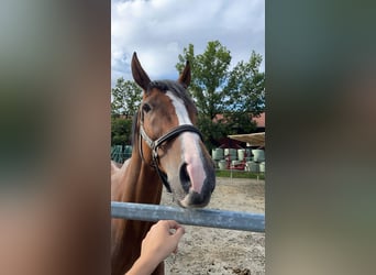 Irlandzki koń sportowy, Wałach, 9 lat, 168 cm, Gniada
