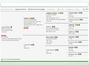 Irlandzki koń sportowy, Wałach, 9 lat, 169 cm, Gniada