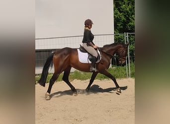 Irlandzki koń sportowy, Wałach, 9 lat, 169 cm, Gniada