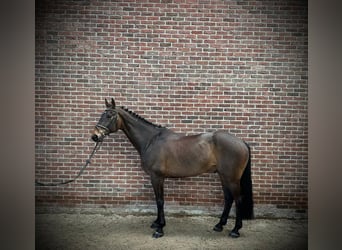 Irlandzki koń sportowy, Wałach, 9 lat, 170 cm, Ciemnogniada