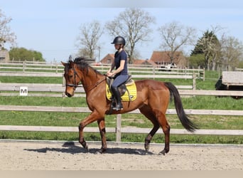 Irlandzki koń sportowy, Wałach, 9 lat, 170 cm, Gniada