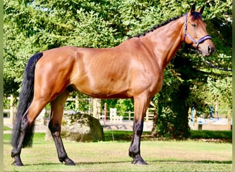 Irlandzki koń sportowy, Wałach, 9 lat, 170 cm, Gniada