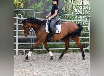 Irlandzki koń sportowy, Wałach, 9 lat, 174 cm, Gniada