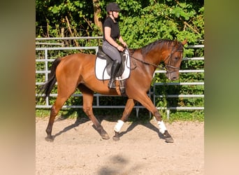 Irlandzki koń sportowy, Wałach, 9 lat, 174 cm, Gniada