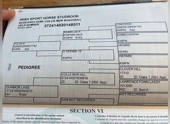 Irlandzki koń sportowy, Wałach, 9 lat, Kara