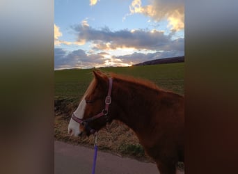 Irlandzki koń sportowy Mix, Wałach, 10 lat, 150 cm, Kasztanowata