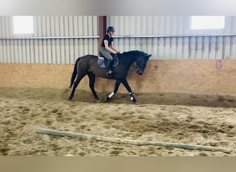 Irlandzki koń sportowy, Wałach, 10 lat, 168 cm, Gniada