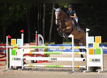 Irlandzki koń sportowy, Wałach, 10 lat, 175 cm, Gniada