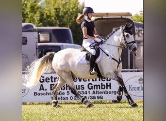 Irlandzki koń sportowy Mix, Wałach, 11 lat, 152 cm, Siwa