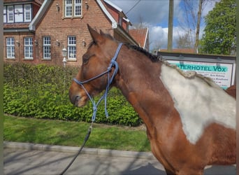 Irlandzki koń sportowy, Wałach, 11 lat, 152 cm, Srokata