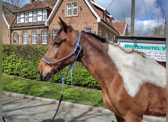Irlandzki koń sportowy, Wałach, 11 lat, 152 cm, Srokata