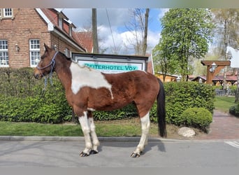 Irlandzki koń sportowy, Wałach, 11 lat, 152 cm, Srokata