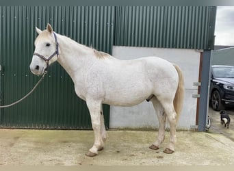 Irlandzki koń sportowy, Wałach, 11 lat, 166 cm, Siwa