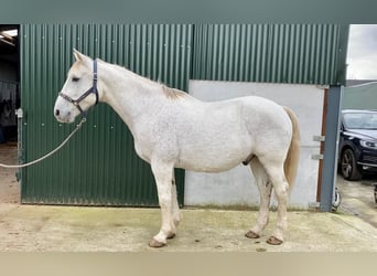 Irlandzki koń sportowy, Wałach, 11 lat, 166 cm, Siwa