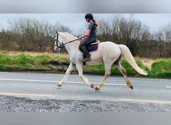 Irlandzki koń sportowy, Wałach, 11 lat, 166 cm, Siwa