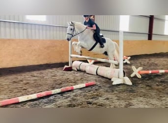 Irlandzki koń sportowy, Wałach, 11 lat, 166 cm, Siwa