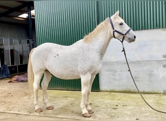 Irlandzki koń sportowy, Wałach, 11 lat, 166 cm, Siwa