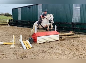 Irlandzki koń sportowy, Wałach, 11 lat, 166 cm, Siwa