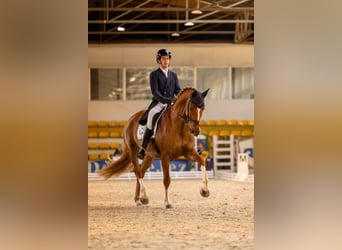 Irlandzki koń sportowy, Wałach, 11 lat, 173 cm, Ciemnokasztanowata
