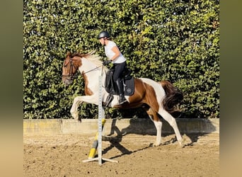 Irlandzki koń sportowy, Wałach, 12 lat, 161 cm, Srokata