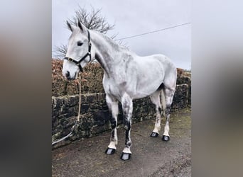 Irlandzki koń sportowy, Wałach, 12 lat, 173 cm, Siwa jabłkowita