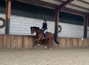 Irlandzki koń sportowy, Wałach, 16 lat, 165 cm, Gniada