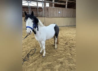 Irlandzki koń sportowy Mix, Wałach, 3 lat, 122 cm, Srokata