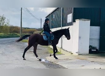 Irlandzki koń sportowy, Wałach, 4 lat, 160 cm, Gniada