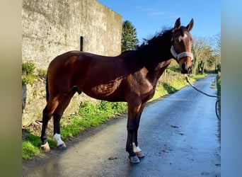 Irlandzki koń sportowy, Wałach, 4 lat, 160 cm, Gniada