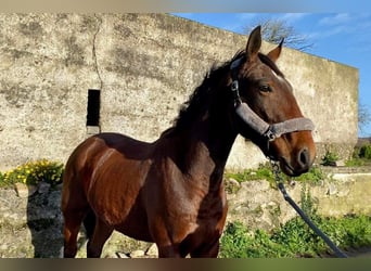 Irlandzki koń sportowy, Wałach, 4 lat, 160 cm, Gniada