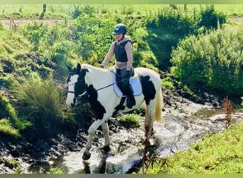 Irlandzki koń sportowy, Wałach, 4 lat, 162 cm, Srokata