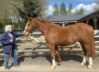 Irlandzki koń sportowy, Wałach, 4 lat, 163 cm, Kasztanowata