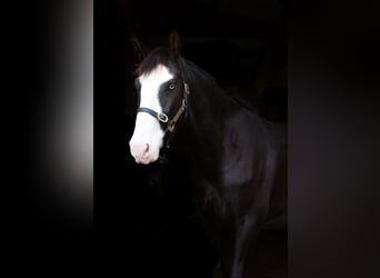 Irlandzki koń sportowy, Wałach, 4 lat, 164 cm, Kara