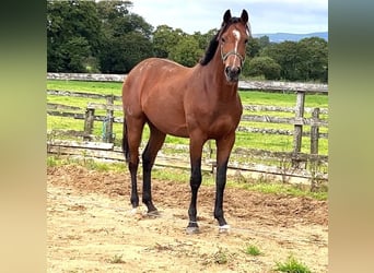Irlandzki koń sportowy, Wałach, 4 lat, 166 cm, Gniada