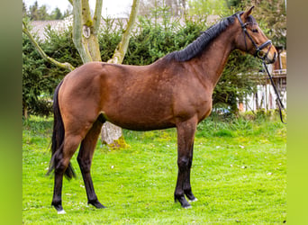 Irlandzki koń sportowy, Wałach, 4 lat, 166 cm, Gniada