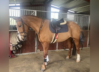 Irlandzki koń sportowy, Wałach, 4 lat, 168 cm, Ciemnokasztanowata