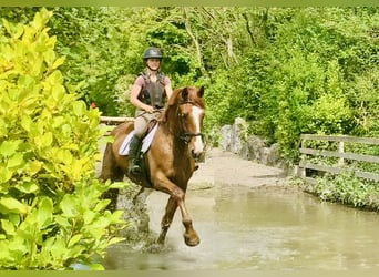 Irlandzki koń sportowy, Wałach, 4 lat, 168 cm, Kasztanowata