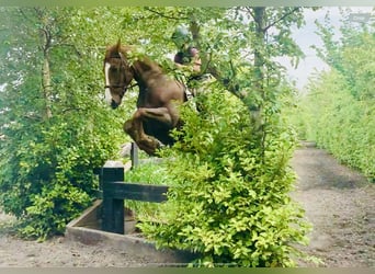 Irlandzki koń sportowy, Wałach, 4 lat, 168 cm, Kasztanowata