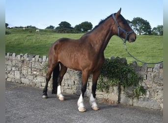Irlandzki koń sportowy, Wałach, 4 lat, 170 cm, Gniada