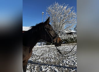 Irlandzki koń sportowy, Wałach, 4 lat, 170 cm, Gniada