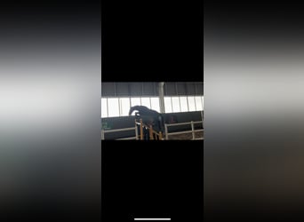 Irlandzki koń sportowy, Wałach, 4 lat, 170 cm, Siwa