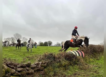 Irlandzki koń sportowy, Wałach, 4 lat, 170 cm, Srokata
