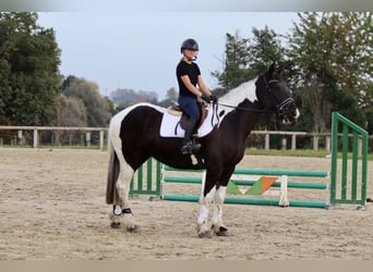 Irlandzki koń sportowy, Wałach, 4 lat, 170 cm, Srokata