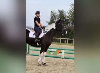 Irlandzki koń sportowy, Wałach, 4 lat, 170 cm, Srokata