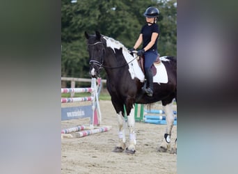 Irlandzki koń sportowy, Wałach, 4 lat, 170 cm, Srokata