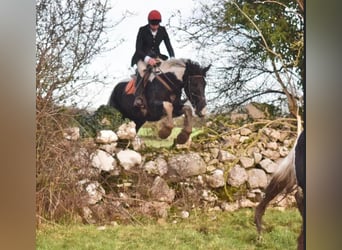 Irlandzki koń sportowy, Wałach, 4 lat, 170 cm, Srokata
